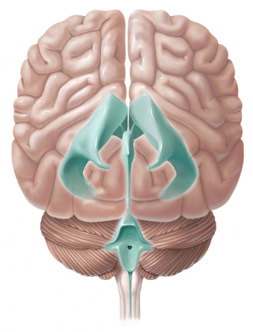 ventricles of brain meaning in tamil