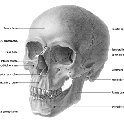 Anatomic - Human Skull - Evelyn Lockhart