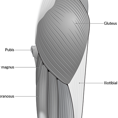 Anatomic - Gluteal Muscles and Thigh - Evelyn Lockhart
